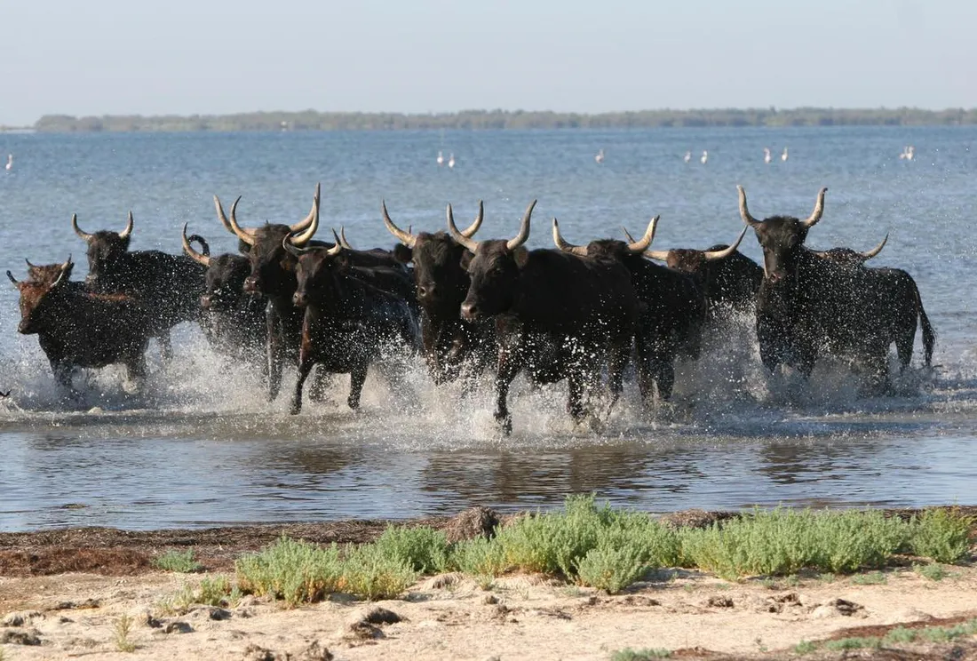 Le taureau de Camargue